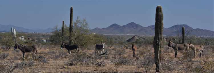 donkeys